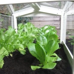 Access Glass Cloche -Outdoor garden care ACCCLO3