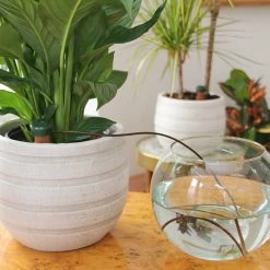 Blumat Automatic Pot Plant Waterers -Outdoor garden care BAPPW5