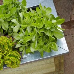 Forest Garden Cambridge Planter -Outdoor garden care FGCPK2