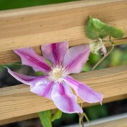 Forest Garden Living Screen Planter -Outdoor garden care FGLIVSCRPLANTHD4