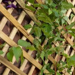 Forest Garden Trellis Planter -Outdoor garden care FGTPLAHD2