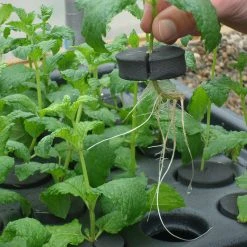 Hydropod Propagator -Outdoor garden care HYCP12