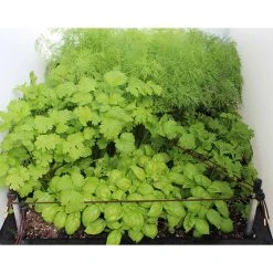 Ergrownomics - Four Square Planter Set 14 Ergrownomics - Four Square Planter Set -Outdoor garden care OPM8 4cb5274c 1f3c 4923 9f44 40ca7d7527a3