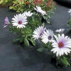 Weed Mulch 13 Weed Mulch -Outdoor garden care WMU8