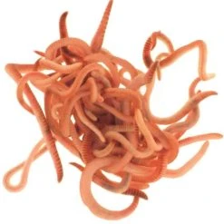 Composting Worms -Outdoor garden care WWCW1