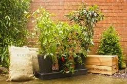 Triplegrow Planter Chillegrow -Outdoor garden care gstgp13