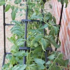 Tomato Crop-Booster Frame -Outdoor garden care image 108260