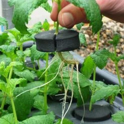 Sponge Discs For Hydropod Propagator