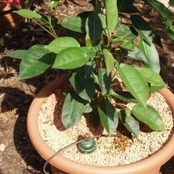 Tropf Blumat Tank Kit -Outdoor garden care image 139462