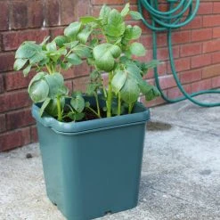 Potato Pots