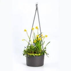 Urbalive Berberis Hanging Bowl