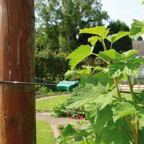 Gripple Plant Support System Starter Pack 6 Gripple Plant Support System Starter Pack - Image 6