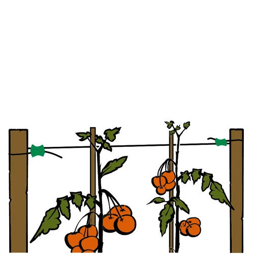 Gripple Plant Support System Starter Pack 2 Gripple Plant Support System Starter Pack - Image 2