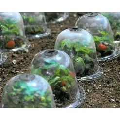 Baby Bells Pack Of 3 -Outdoor garden care image 65781