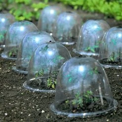 Baby Bells Pack Of 3 -Outdoor garden care image 65782