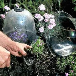 Baby Bells Pack Of 3 -Outdoor garden care image 65785