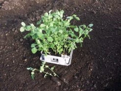 Compact Plant Trainer 15 Compact Plant Trainer -Outdoor garden care image 65987