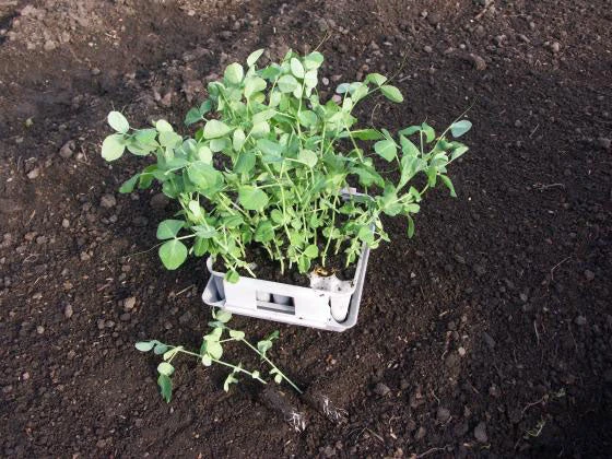 Compact Plant Trainer 6 Compact Plant Trainer - Image 6