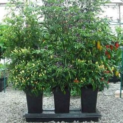 Triplegrow Planter Chillegrow -Outdoor garden care image 83432