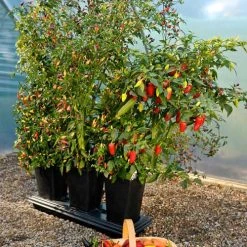 Triplegrow Planter Chillegrow -Outdoor garden care image 83436