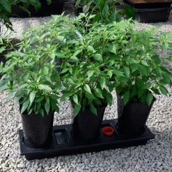 Triplegrow Planter Chillegrow -Outdoor garden care image 83440