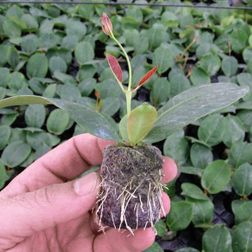 Jiffy 7 Pellets 2 Jiffy 7 Pellets - Image 2