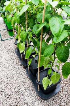 Quadgrow Planter -Outdoor garden care qgp11